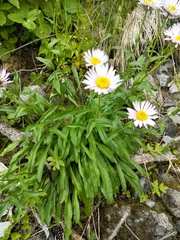 Erigeron peregrinus