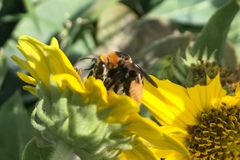 Svastra obliqua obliqua