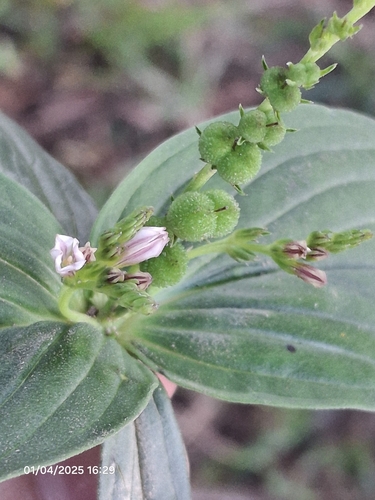 Image of Spigelia anthelmia by (c) Giovanna Roque de Castro, some rights reserved (CC BY-SA)