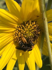 Svastra obliqua obliqua