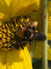 Svastra obliqua obliqua