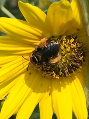 Svastra obliqua obliqua