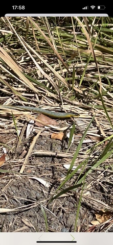 Common Tree Snake sighting