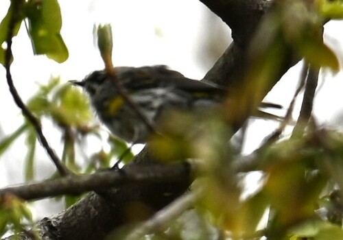 Myrtle Warbler photographed in Maryland