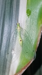Leucochrysa insularis
