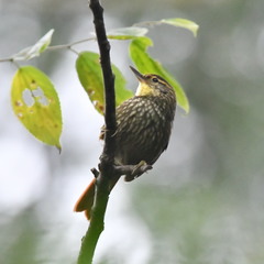 Syndactyla rufosuperciliata