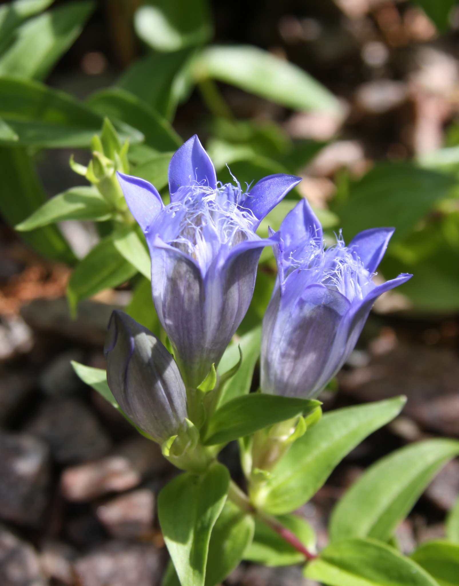 Gentiana septemfida