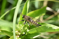 Promachus vertebratus