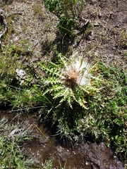 Cirsium scariosum