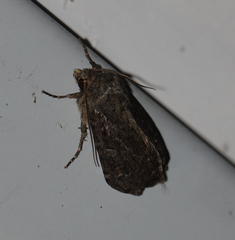 Protorthodes oviduca