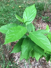 Calycanthus floridus