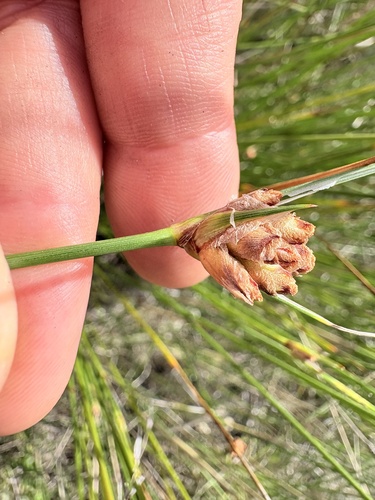 Image of Hellmuthia membranacea by (c) Charleen Brunke, some rights reserved (CC BY)