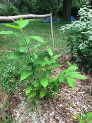 Calycanthus floridus