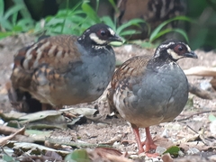 Malaysian Partridge photo 3