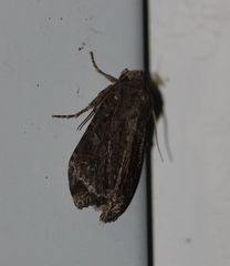 Protorthodes oviduca