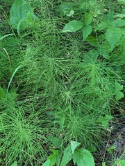 Equisetum sylvaticum
