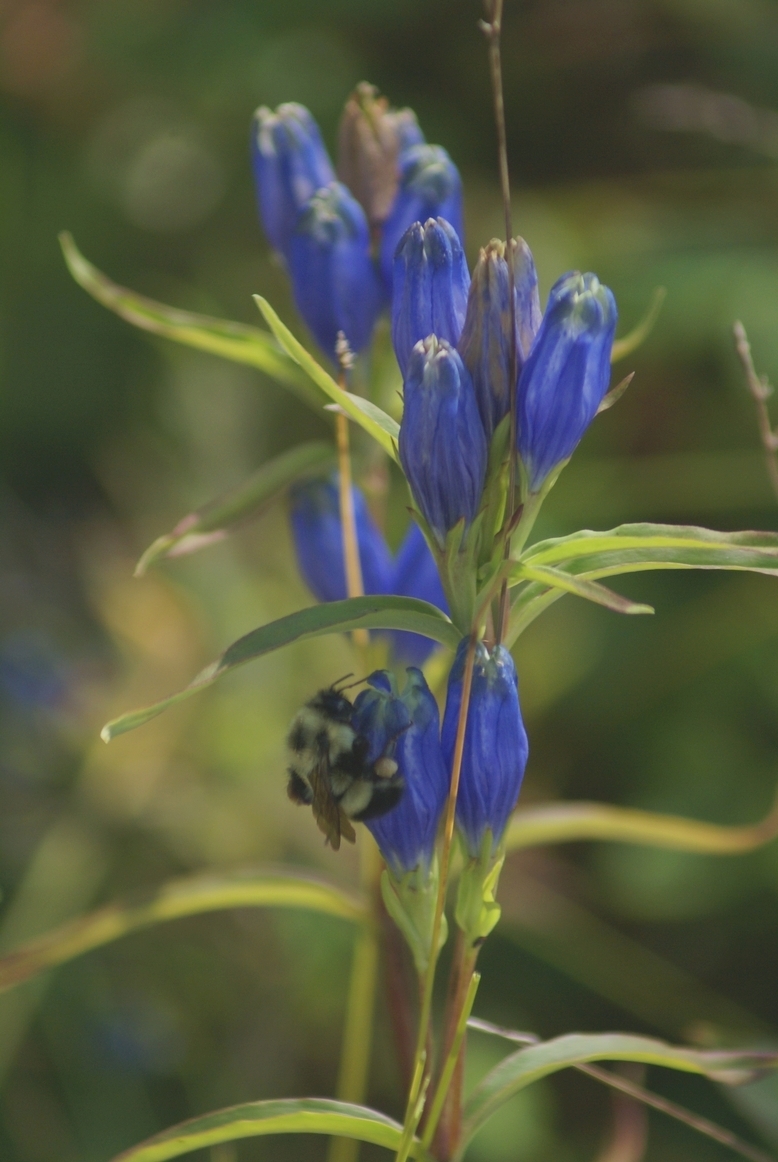 Gentiana linearis