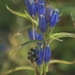 Narrowleaf Gentian - Photo (c) James Van Gundy, some rights reserved (CC BY-NC-ND)