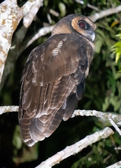 Strix leptogrammica