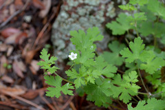 Geranium wislizeni