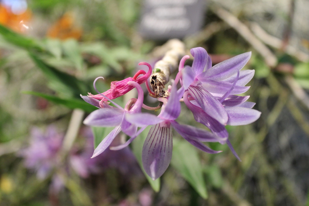 Dendrobium ceraula Rchb.f.