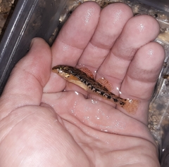 Etheostoma coosae