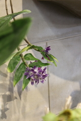 Dendrobium victoriae-reginae