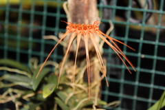 Bulbophyllum pecten-veneris