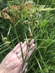 Ludwigia virgata