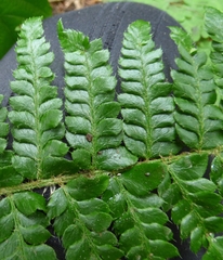 Polystichum setigerum