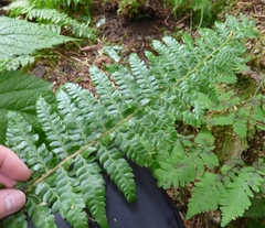 Polystichum setigerum