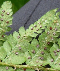 Polystichum setigerum