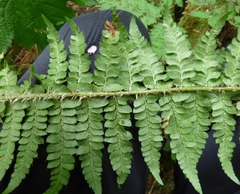 Polystichum setigerum