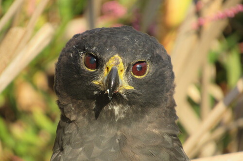 Black Sparrowhawk (Astur melanoleucus), photo 9
