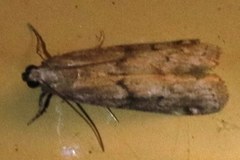 Vitula serratilineella
