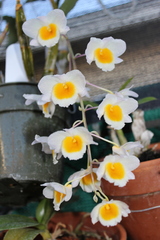 Dendrobium farmeri
