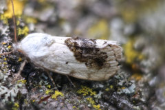 Ponometia erastrioides