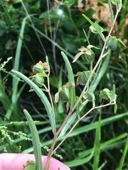 Ludwigia virgata