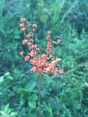Juncus biflorus