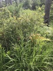 Ludwigia virgata
