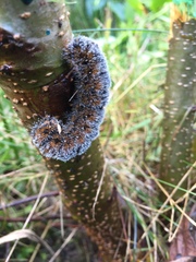 Acronicta hastulifera