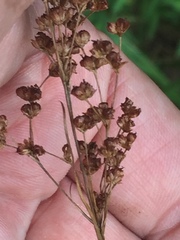 Juncus biflorus