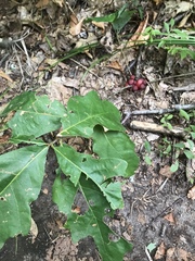 Disholcaspis globosa