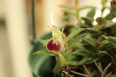 Epidendrum porpax