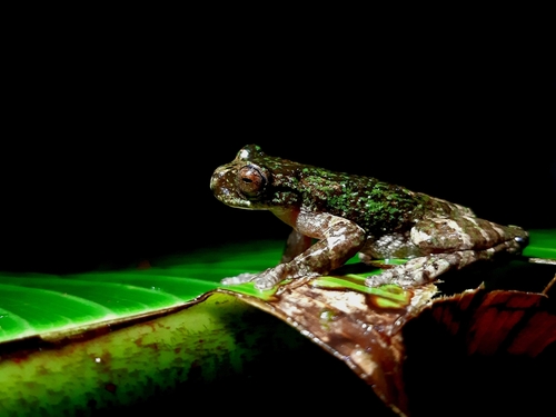 Starrett's Treefrog, Isthmohyla tica