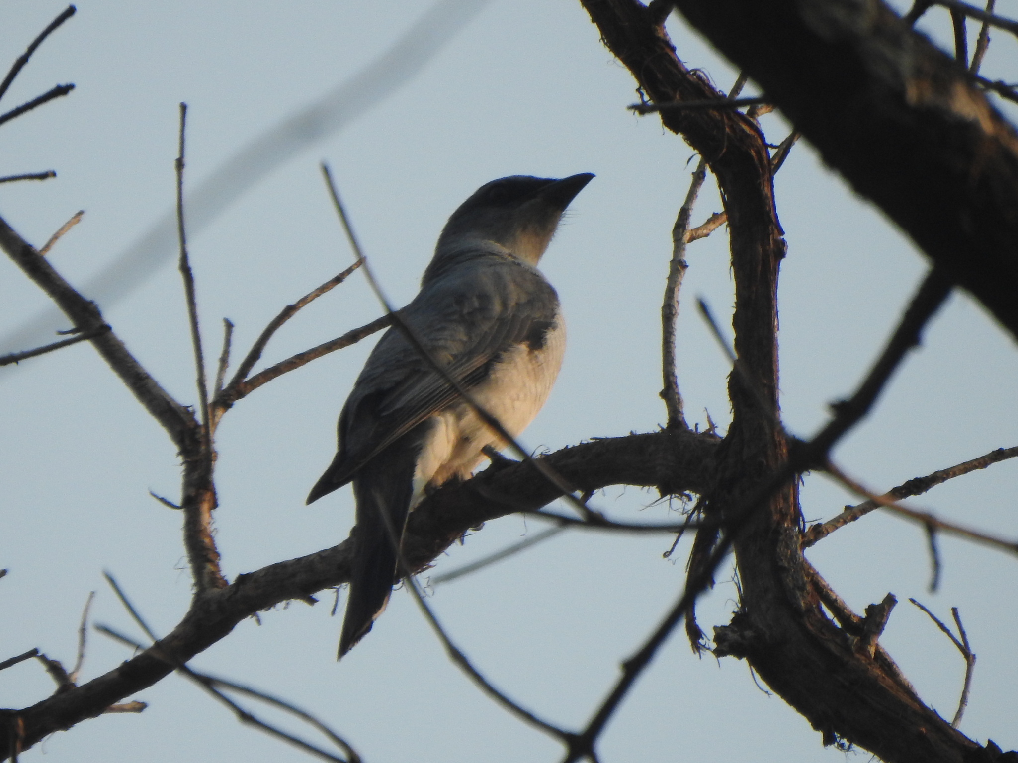 Indian Cuckooshrike (Coracina macei), photo 5