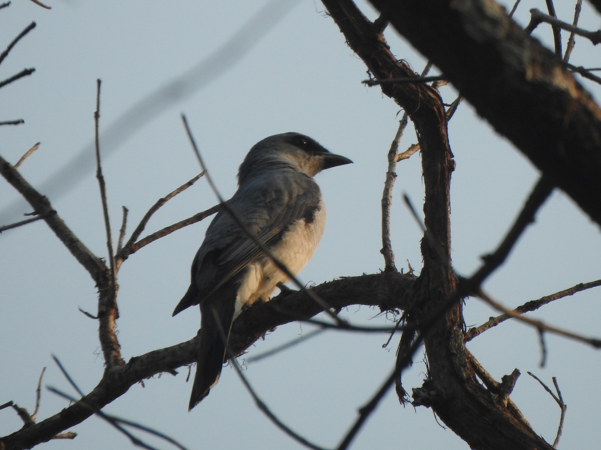 Indian Cuckooshrike (Coracina macei), photo 6