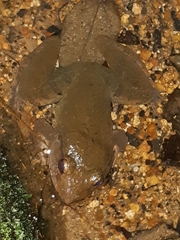Limnonectes blythii