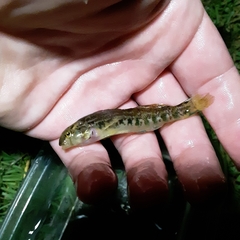 Etheostoma coosae