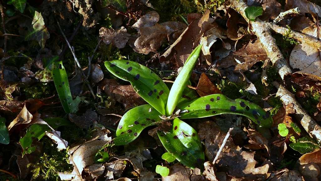 Orchis mascula